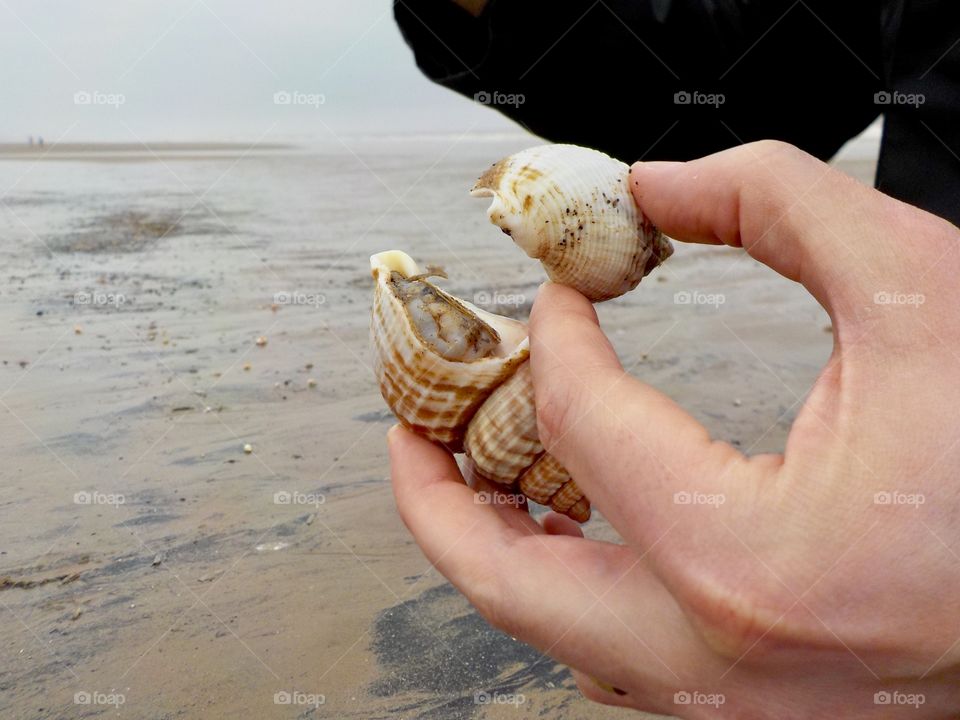 Looking at seashells 