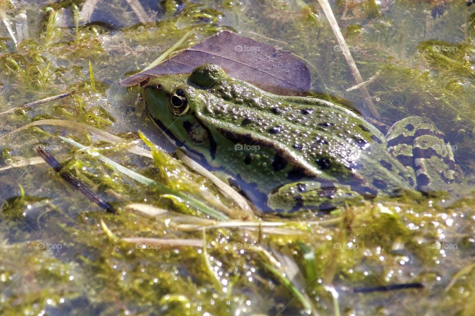 Frog in the lake