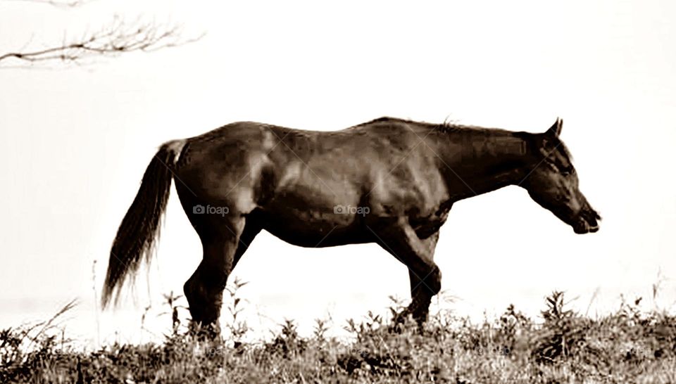 Cavalo