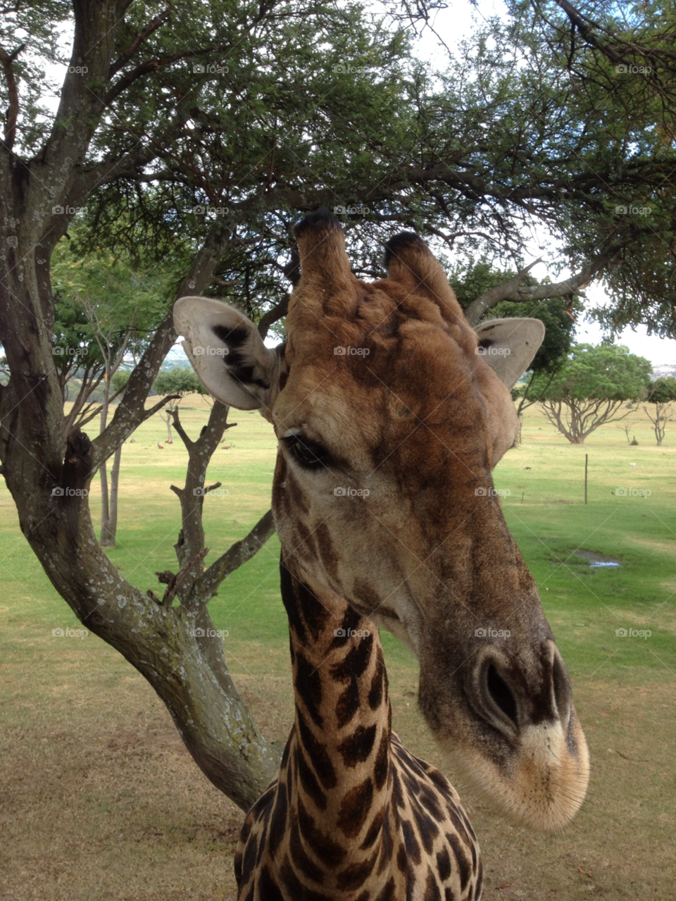 giraffe south africa lion park by shec