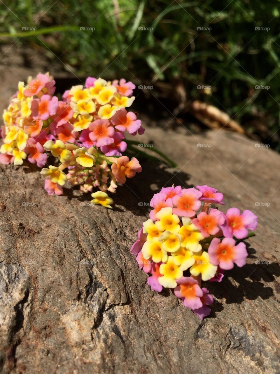 Wild flowers in the farm 