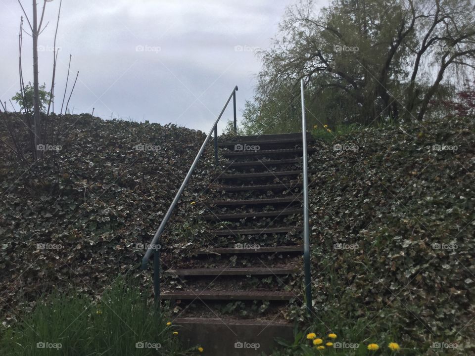 Staircase covered in vines in the park