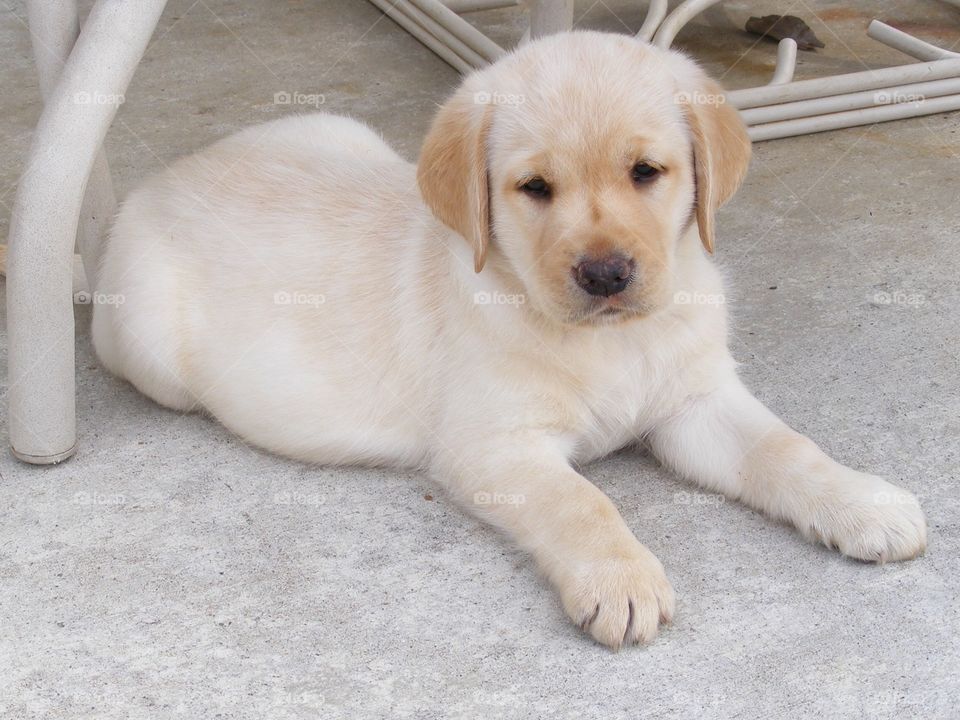 Lab puppy