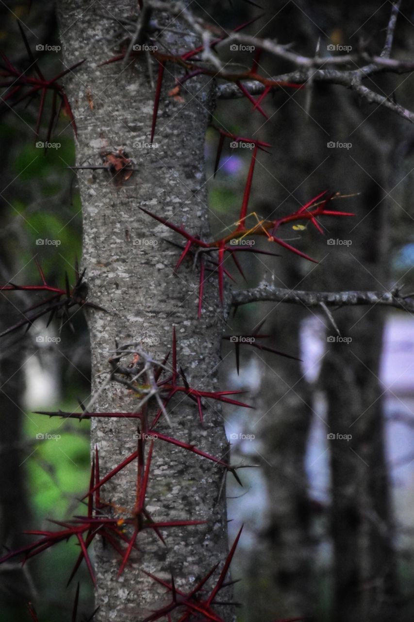 Thorn trees or the correct name is Thorny Locusts growing abundantly 