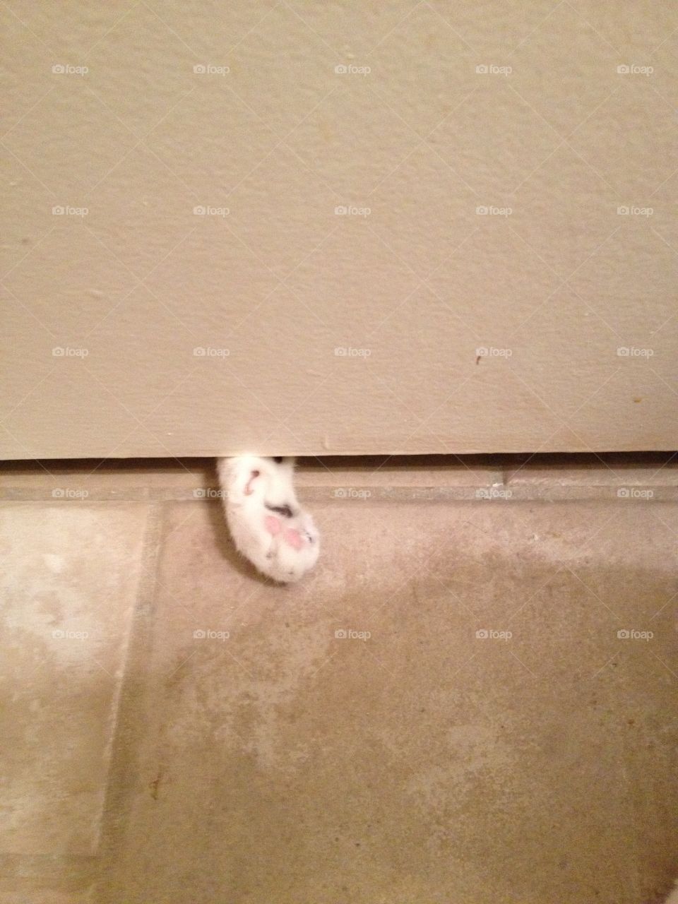 Paw under door. Mommy? You in there?