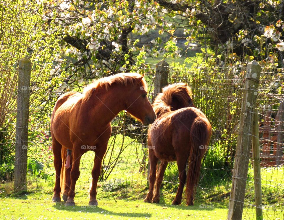 horses