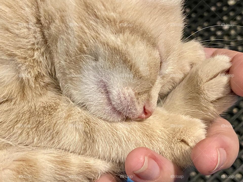 An orange tabby kitten sleeping in the palm of a hand