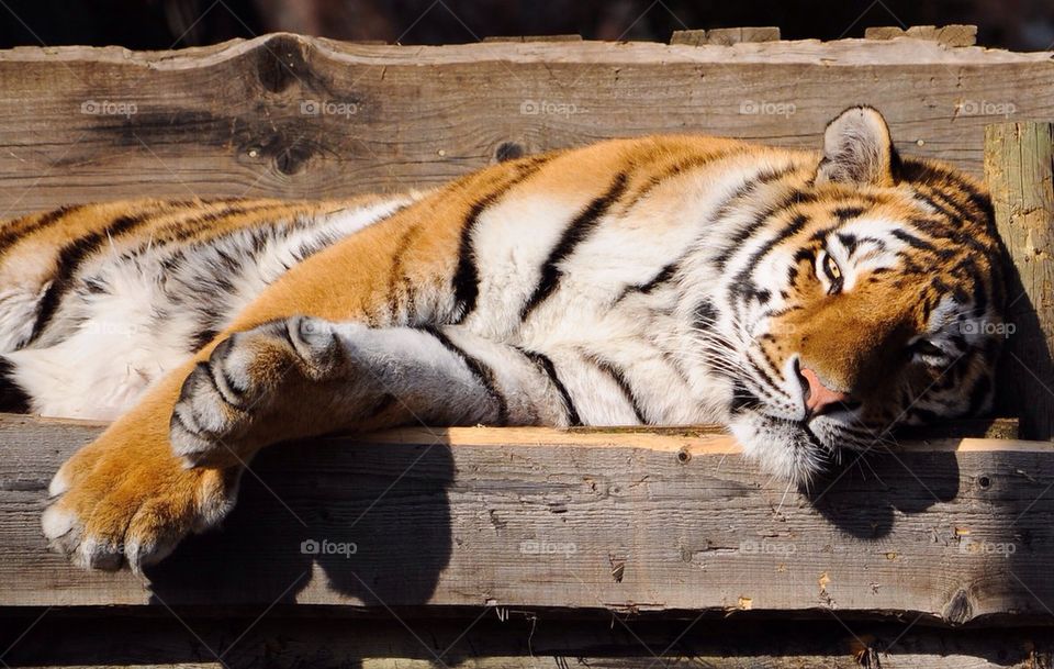 Close-up of tiger resting on wood