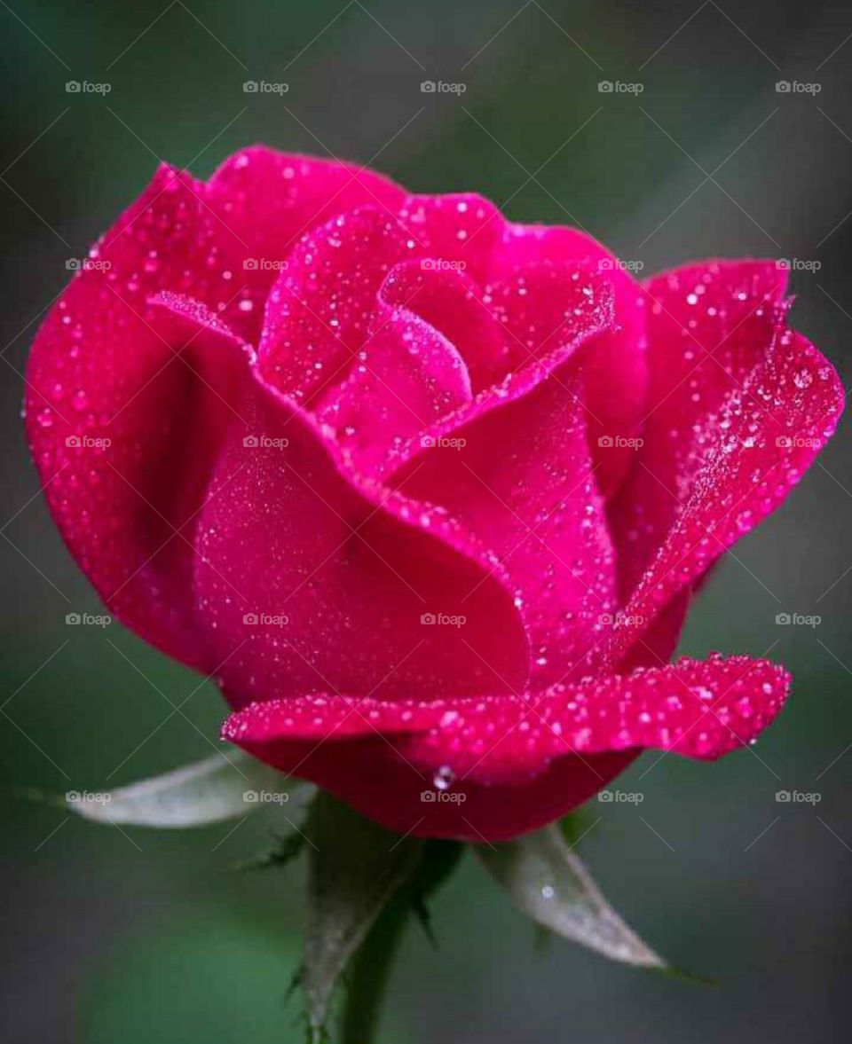Rose is a very beautiful flower, it is found in many colors, its fragrance is very attractive, it is also considered a symbol of love.