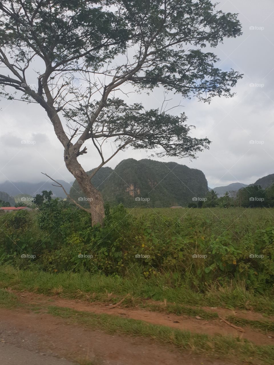 Viñales