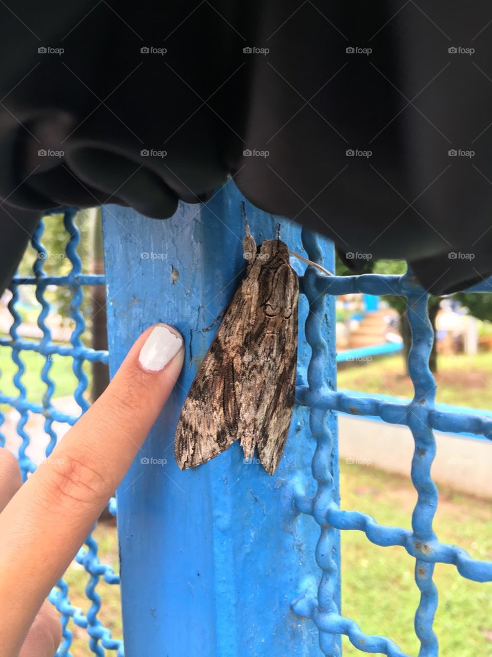 This beautiful moth stand out on top of this sky blue fence. It’s distinct blend of Browns allow this not so shy fellow to stand out.