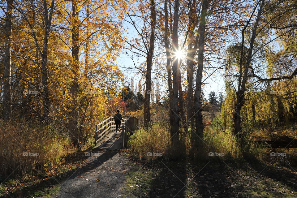 Sunshine through the trees 