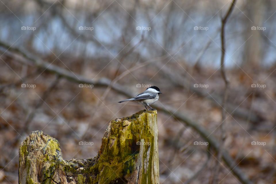 A small bird perched atop a stump