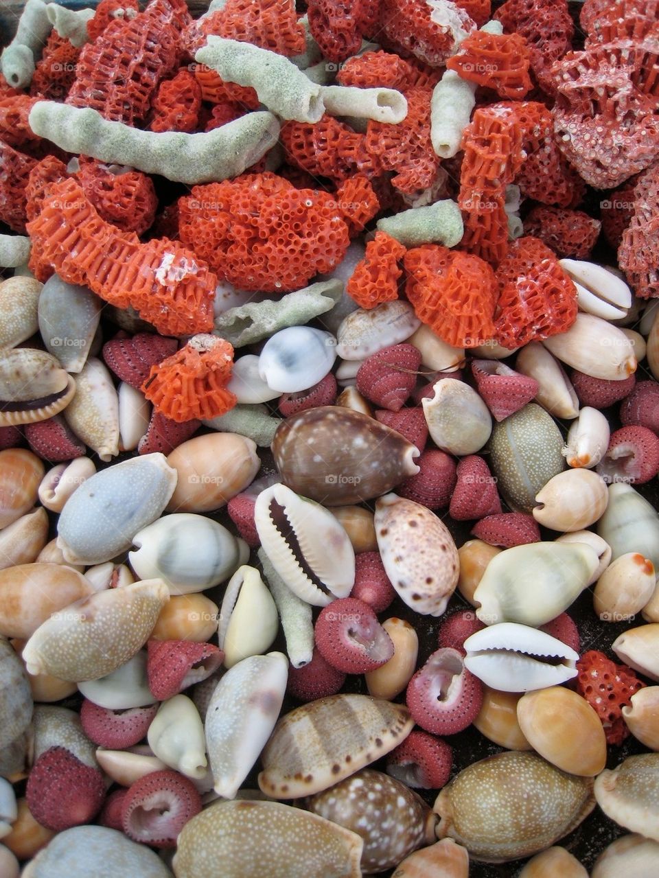 Seashells from the Indian Ocean