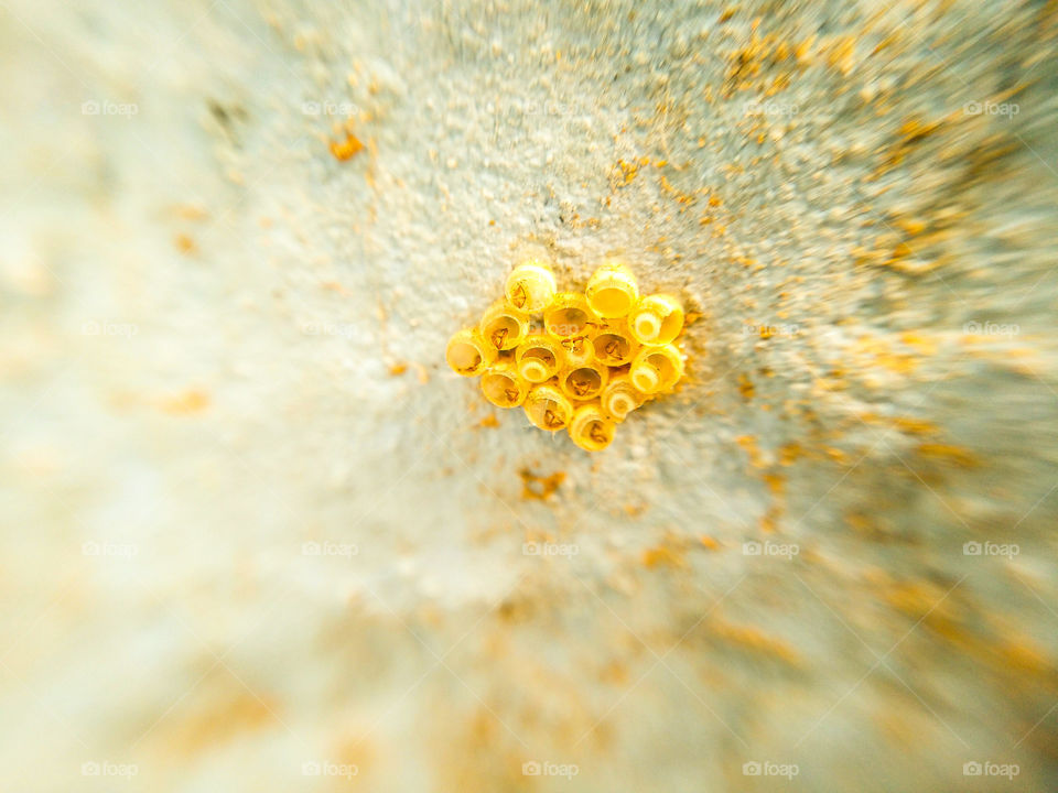 Stink bug egg, hatching