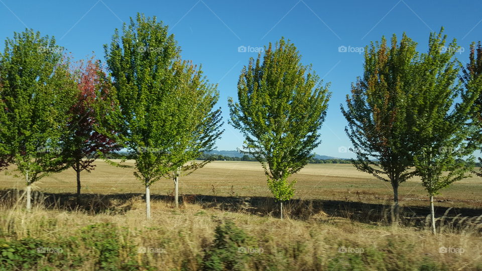 trees