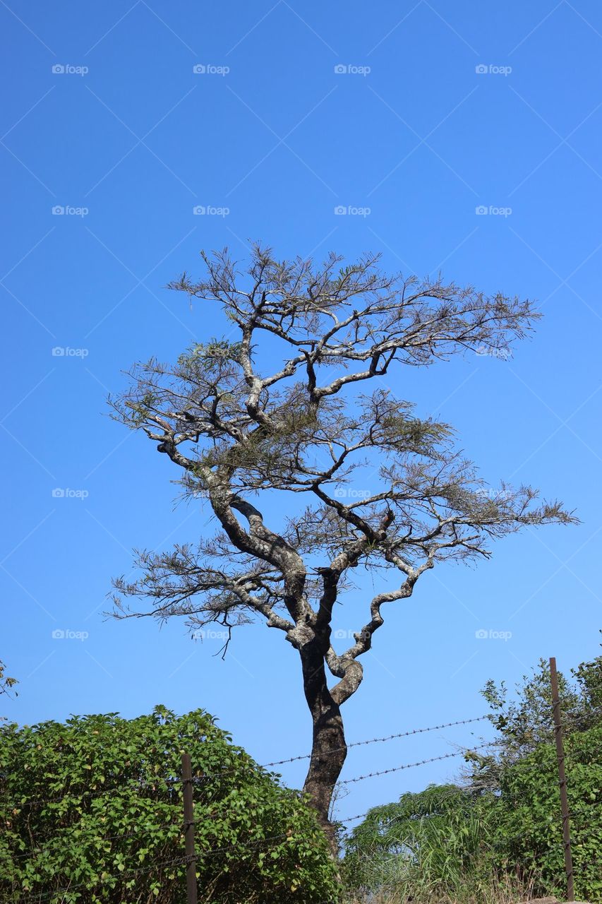gooseberry tree... are hills area