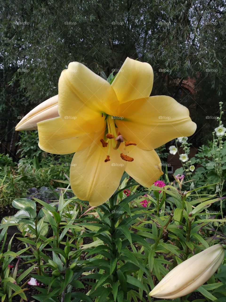 Yellow lily.