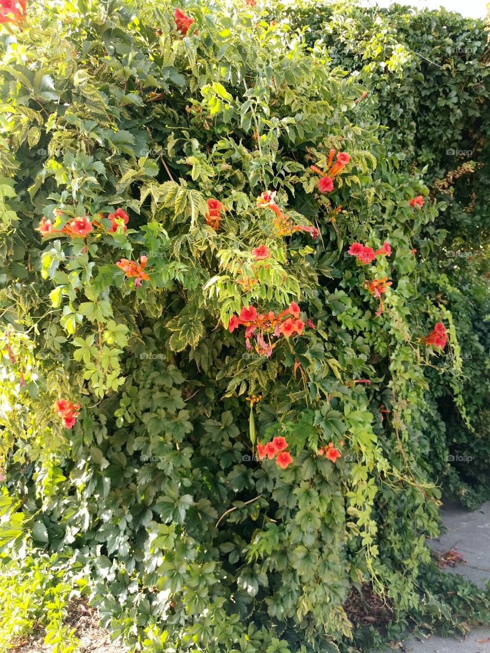 Red-Orange Trumpet Vine on a Summer Evening