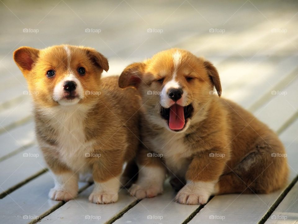 beautiful puppies beautiful Caritas and a great color