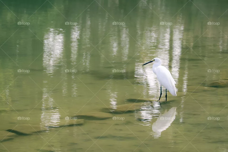 白鹭