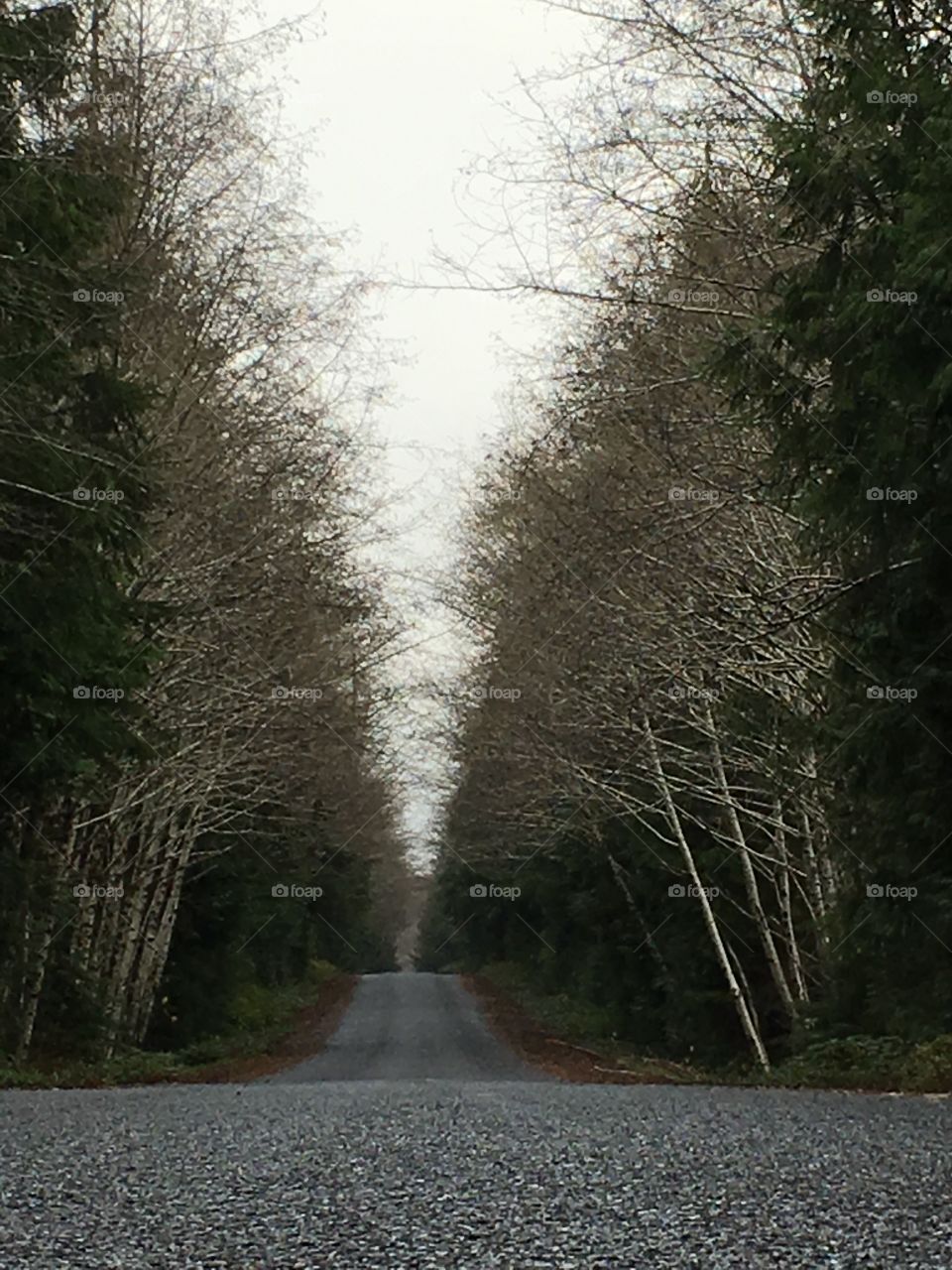 Road, Tree, Landscape, Guidance, No Person