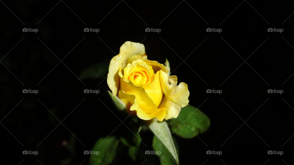 Rose is yellow in the night 