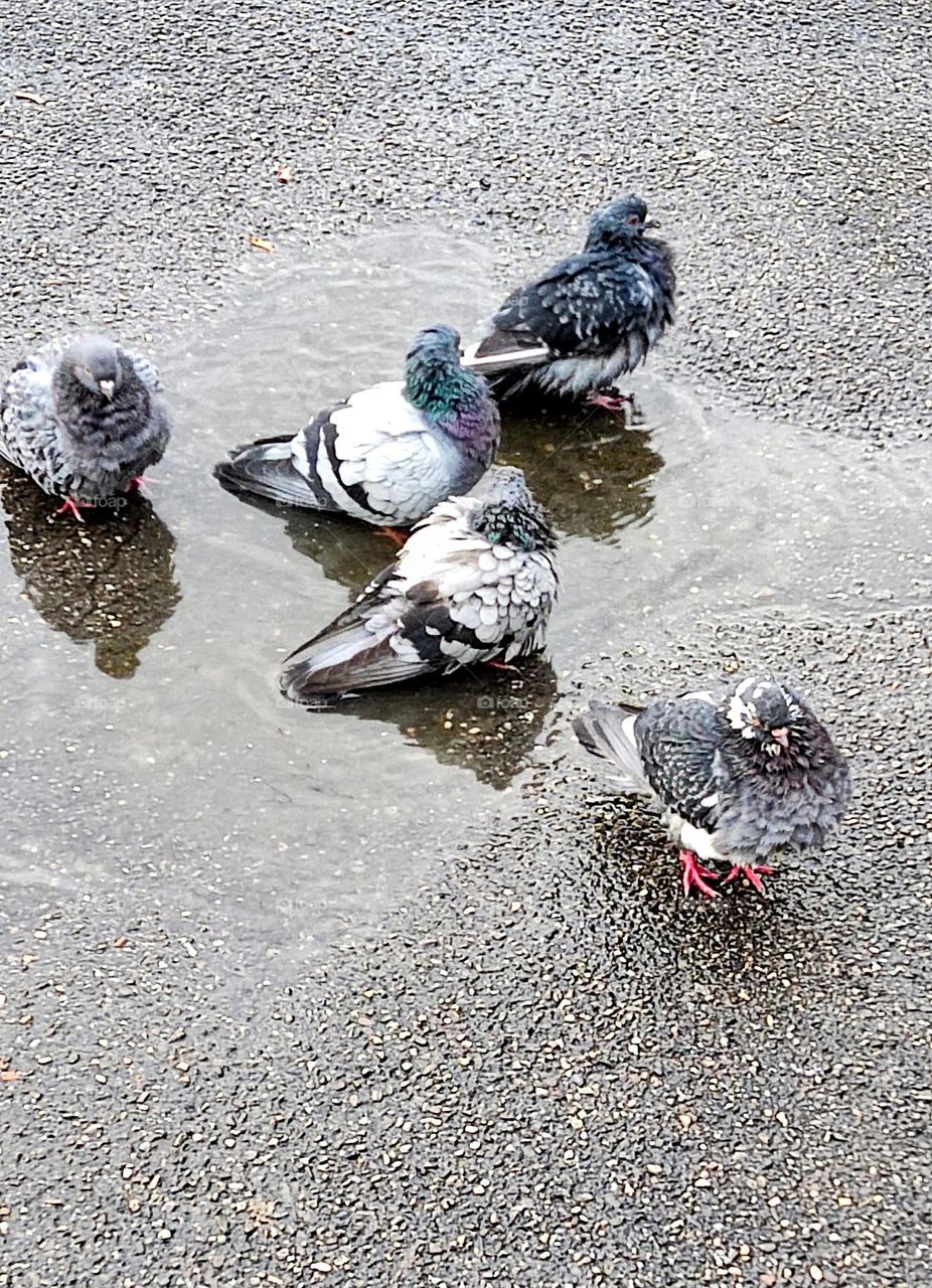 Pigeon bath