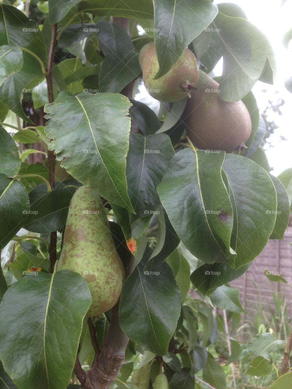 Peartree in the fruit