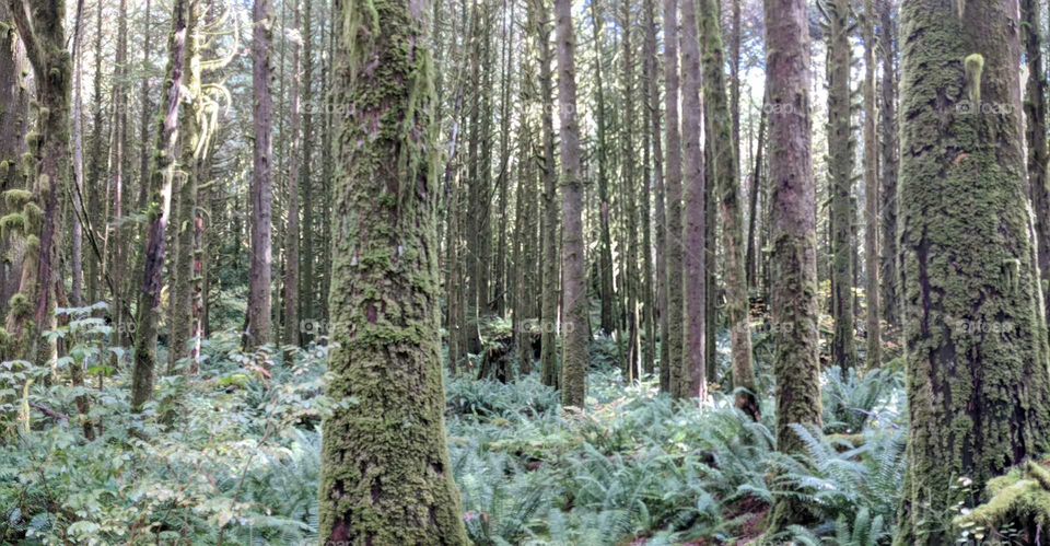 British Columbia rainforest. Temperate rainforest. natural ground cover. Ferns and Moss. Wilderness