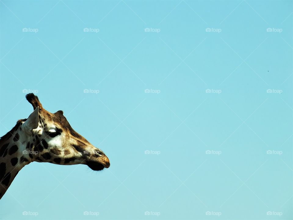giraffe / Giraffe