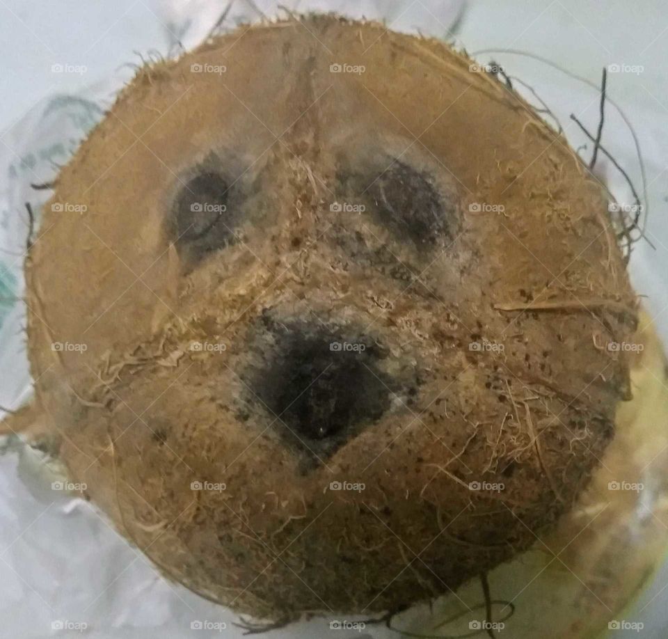 My coconut like a bear