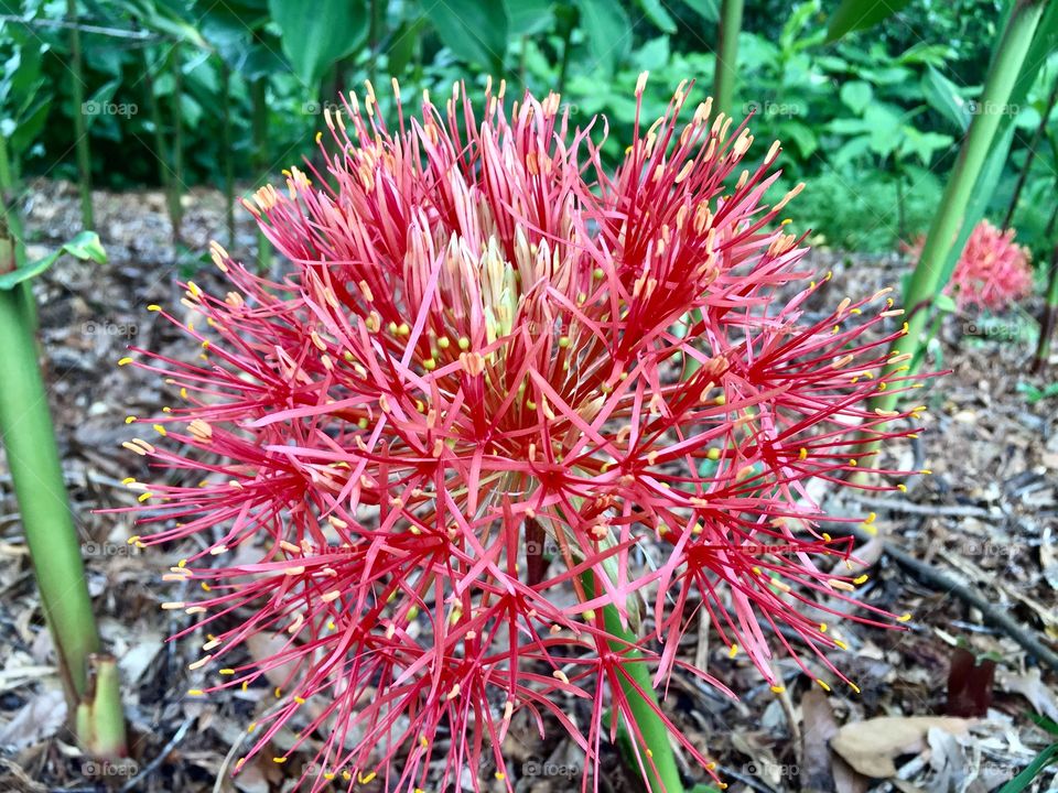Red spiky flower with yellow ends at Kanapaha Botanical Garden