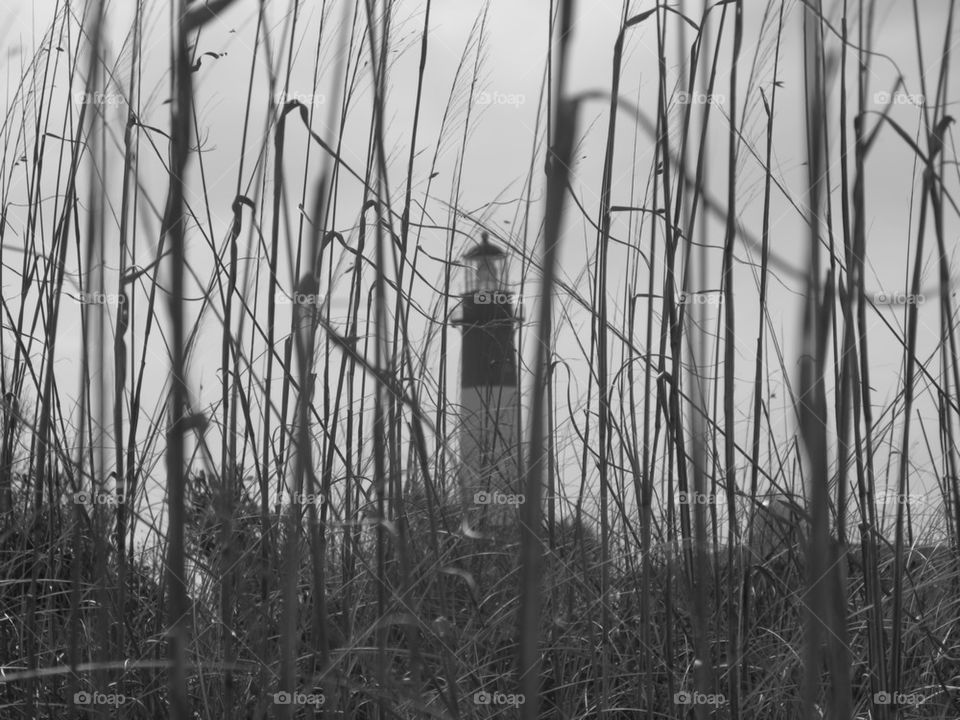 Lighthouse in the Reeds