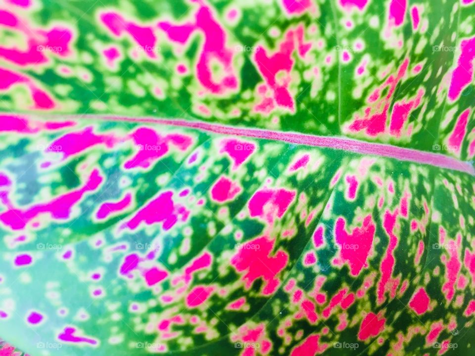 Beauty of color explosion on leaf