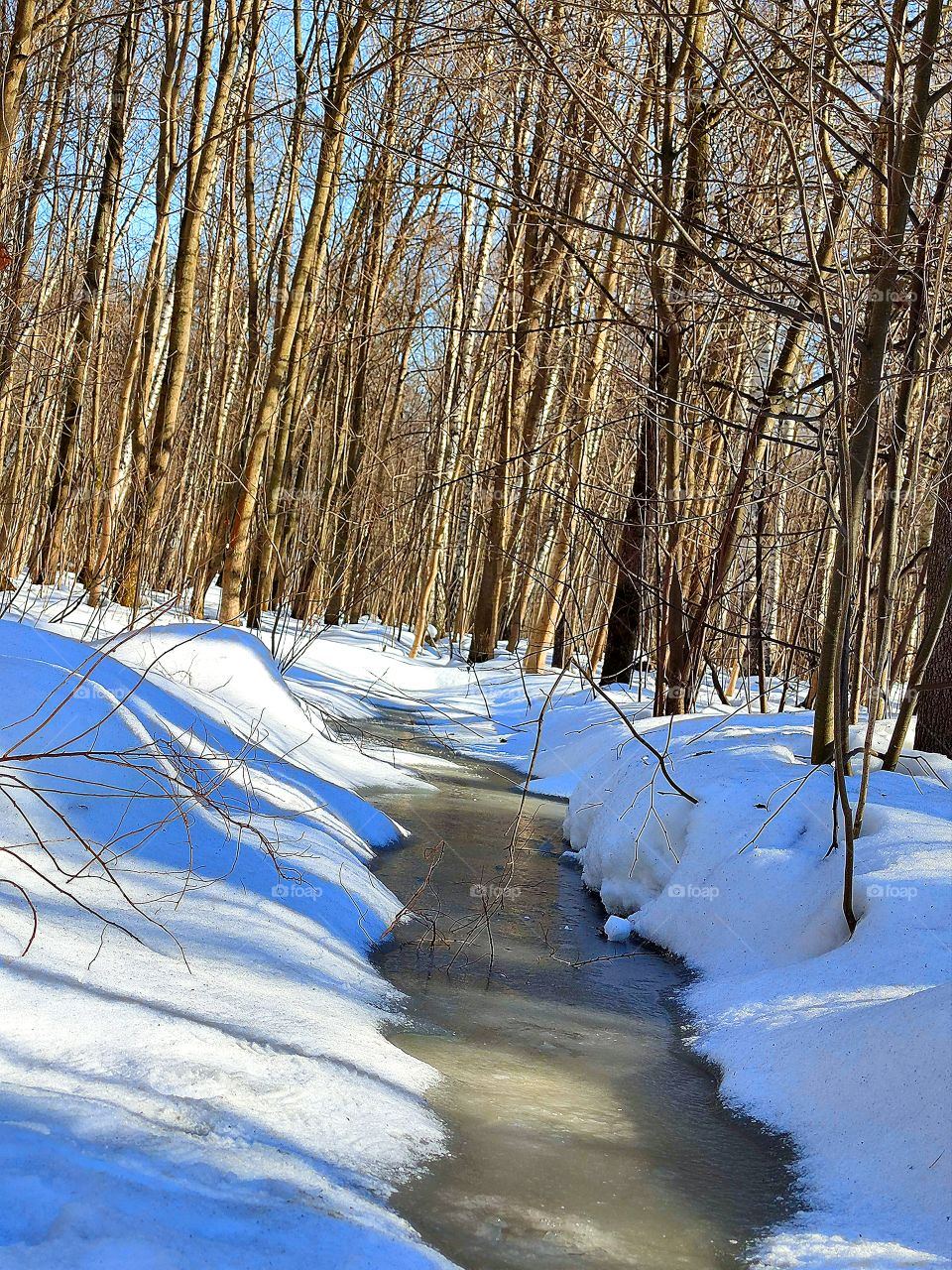 Spring.  Forest in the snow and a creek of melted snow.  The rays of the spring sun penetrate the trees