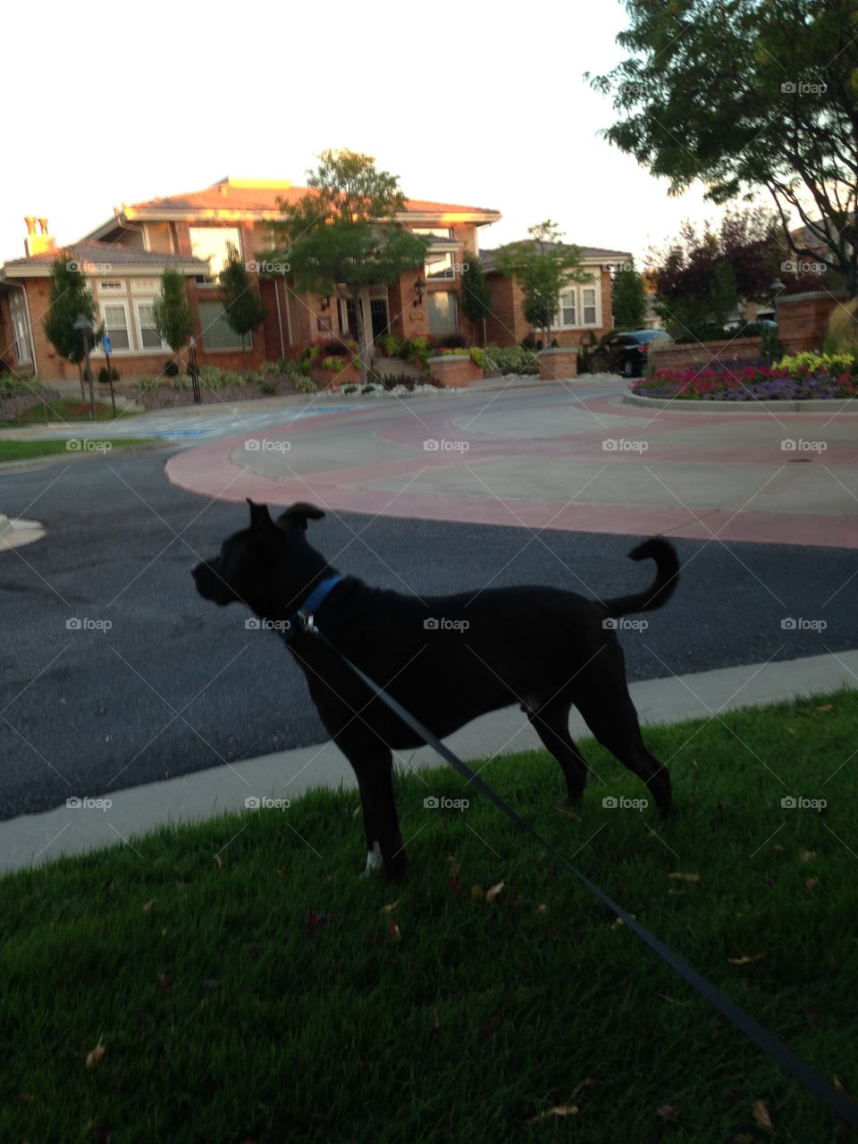 Black lab on a walk