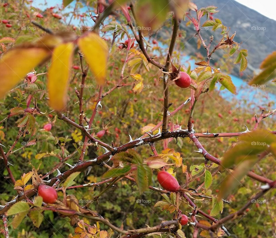 Rosehips in Patagonia