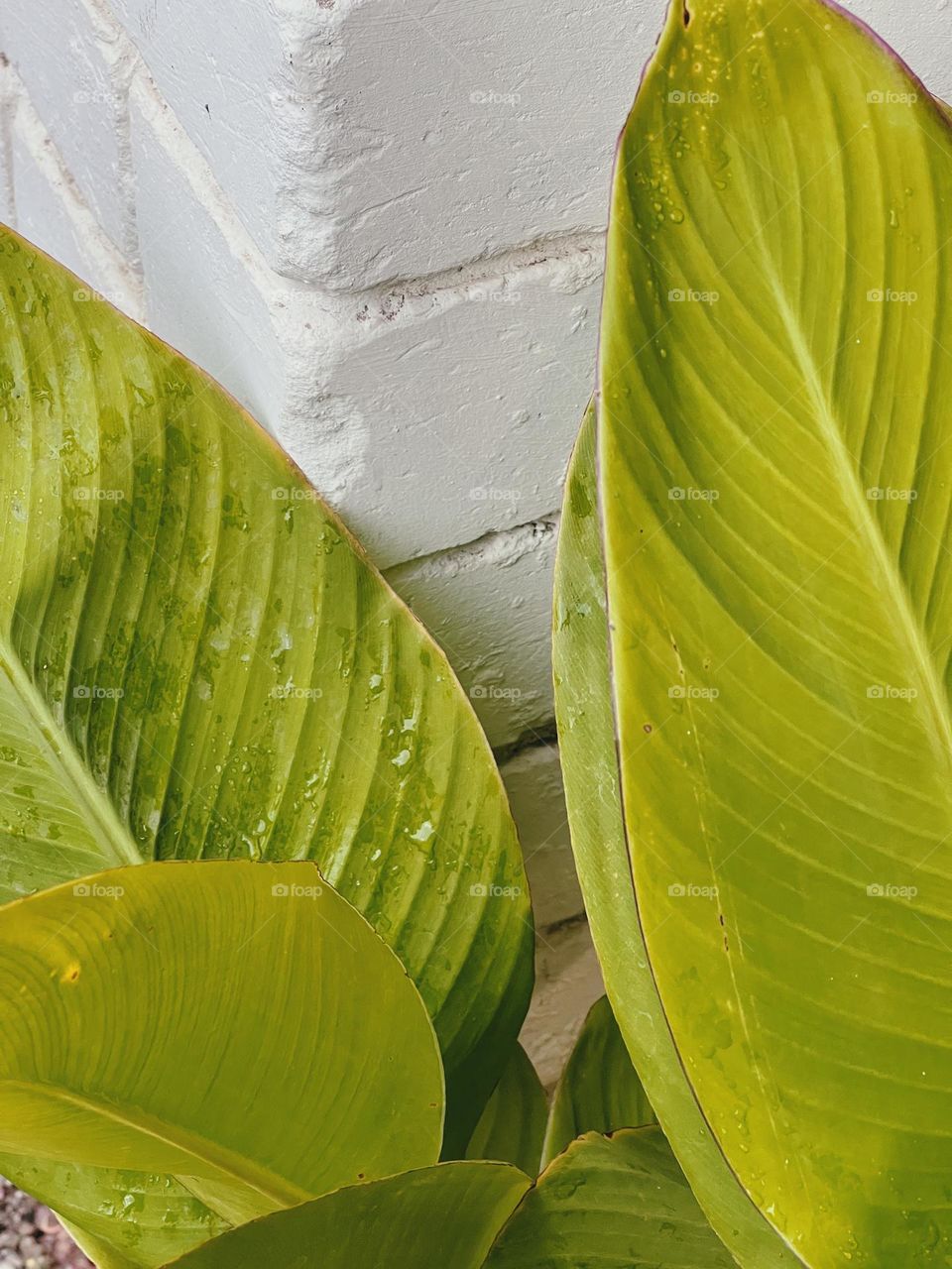 Palm leaves on a white wall