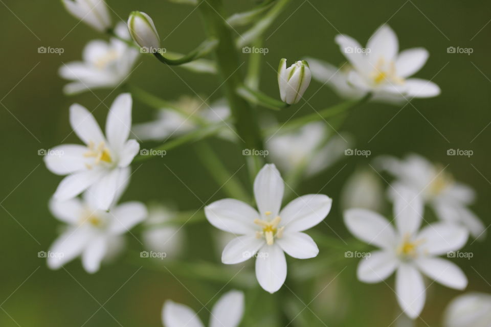 Close-up of white flowers