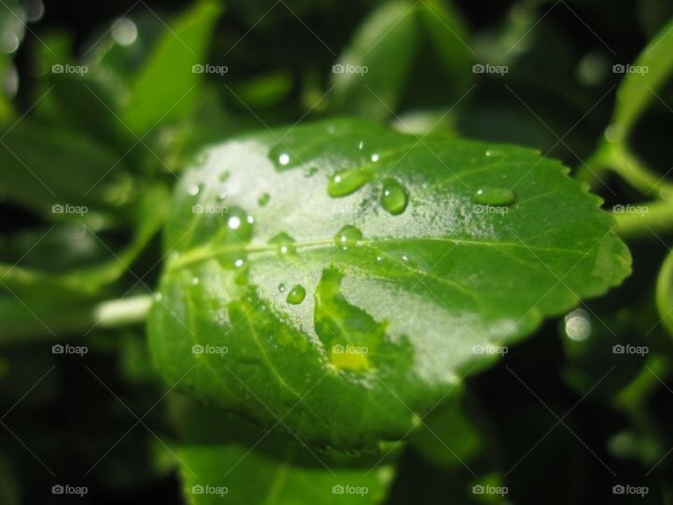 Raindrops on a shiny green leaf 