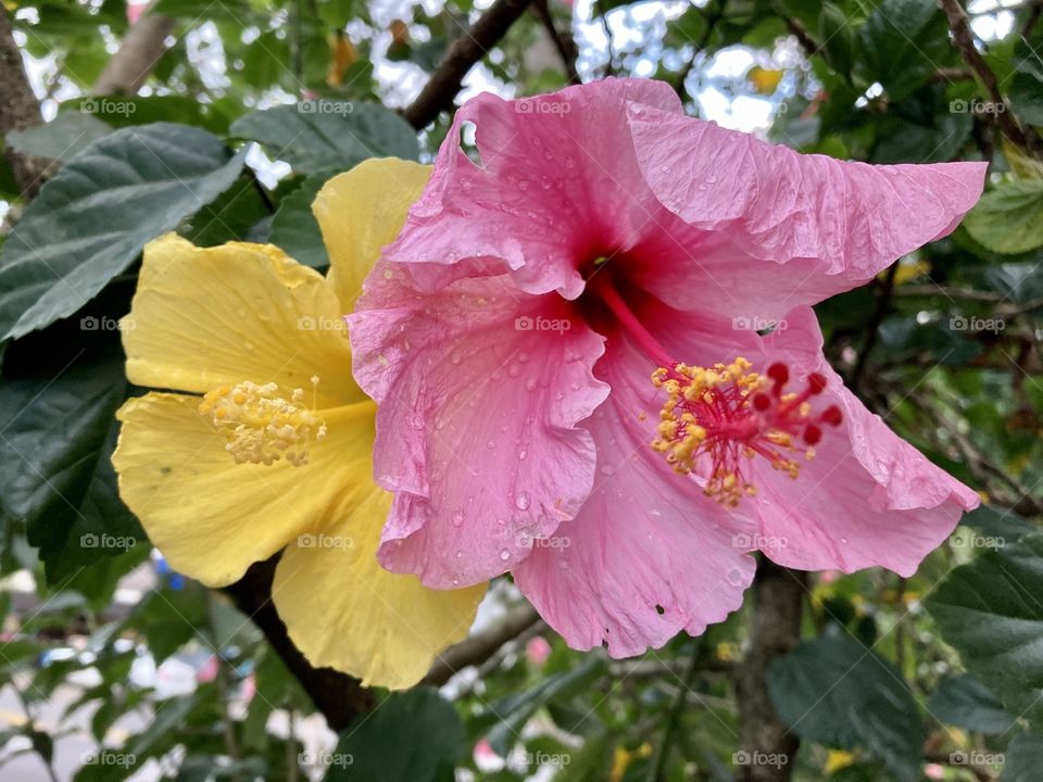 Brazil's nature is wonderful and inspiring! How about those pink and yellow hibiscus that came together on the same branch? / A natureza do Brasil é maravilhosa e inspiradora! Que tal esses hibiscos rosa e amarelo que se uniram num mesmo galho?