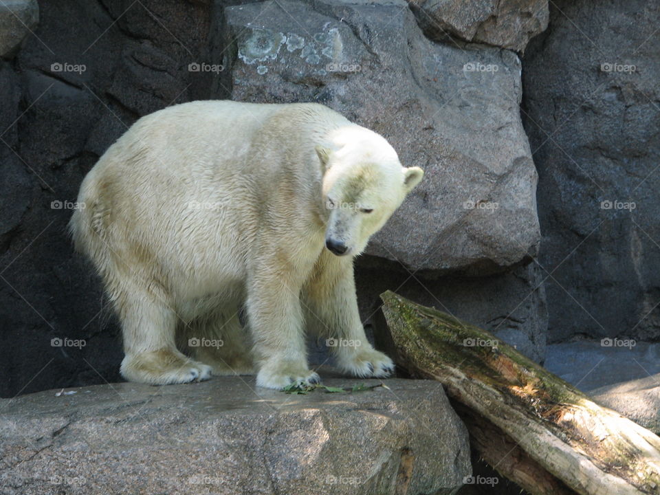 Polar bear on rock