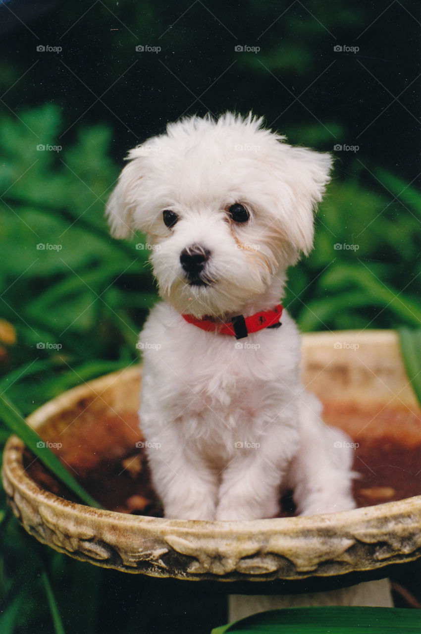 A saucer of puppy. A Maltese puppy sits outside imam empty birdbath 