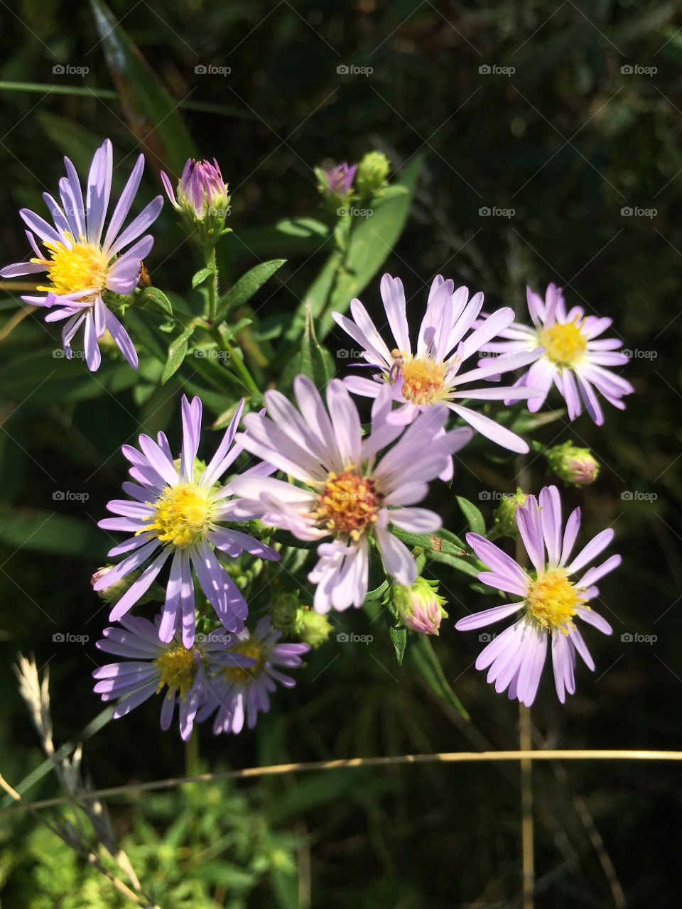 More wild asters