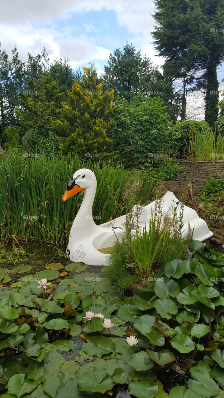 swan boat