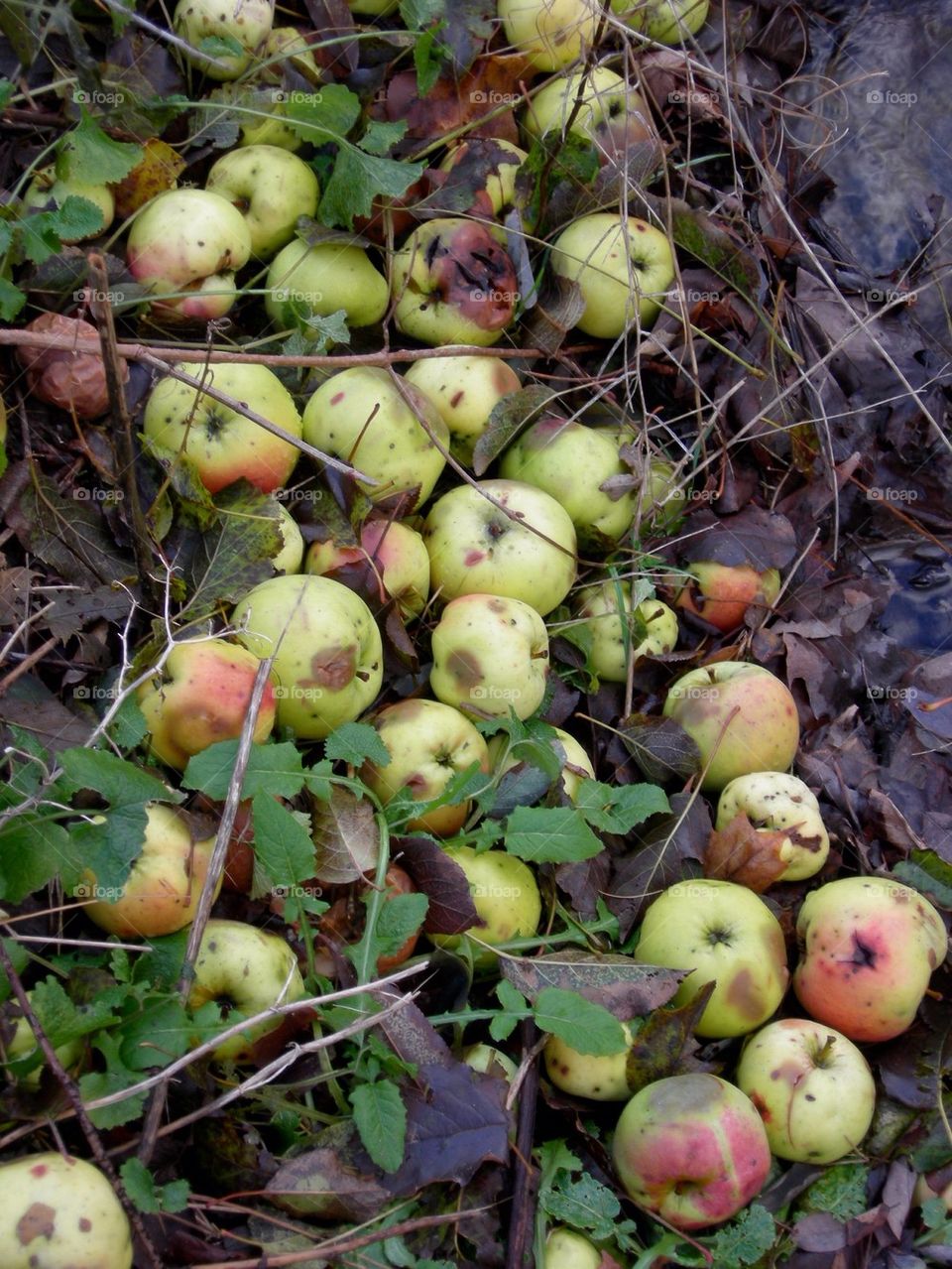 Fallen Fruit