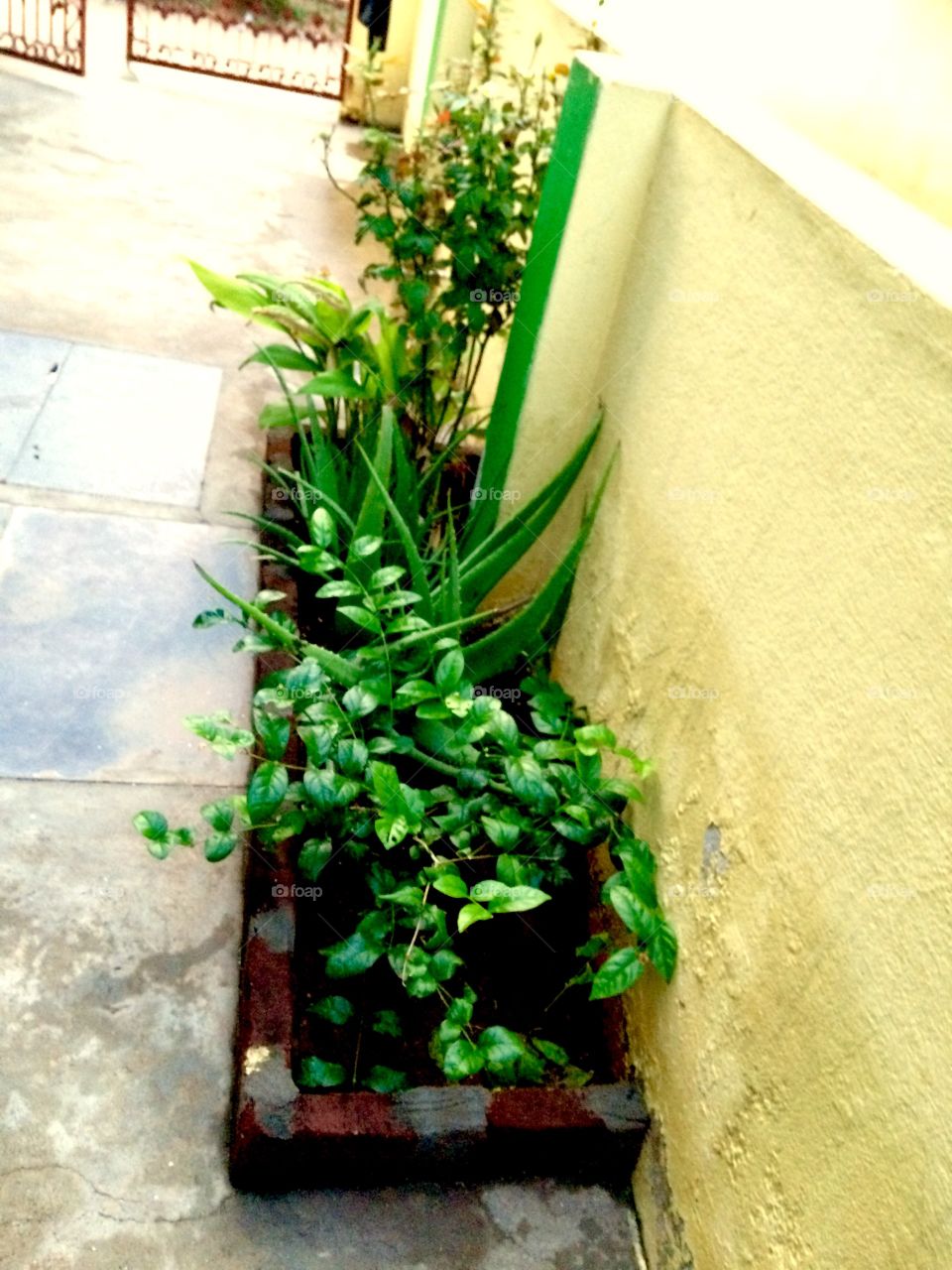 urban house plants 