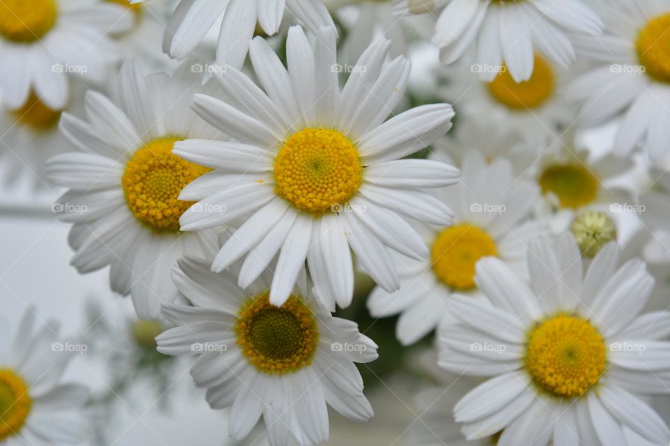 camomile flowers beautiful texture background