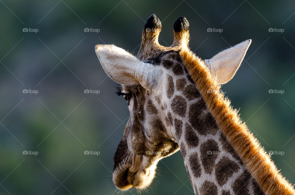 Giraffe head from back
